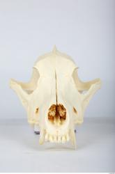 Head Skeleton Dog
